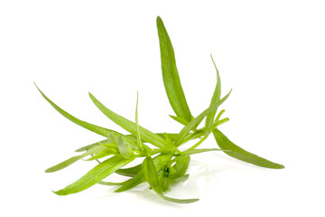 Fototapeta premium Sprig of tarragon isolated on a white background. Artemisia dracunculus