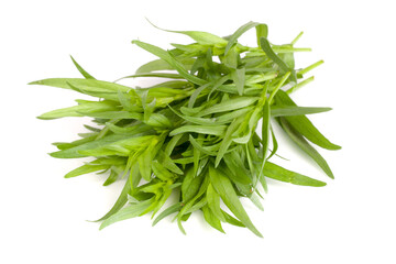 tarragon isolated on a white background. Artemisia dracunculus