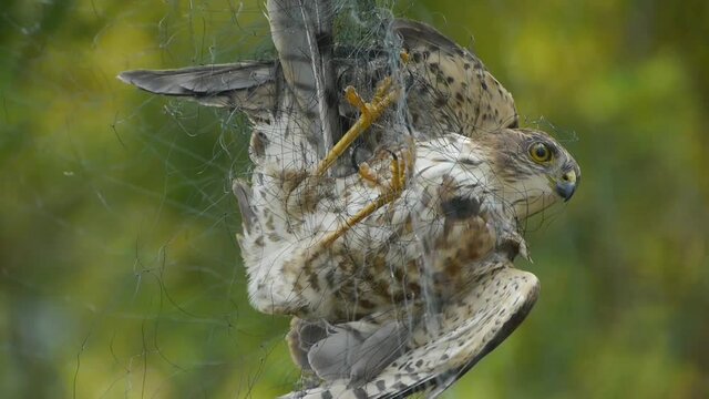 Bird trapped in net,struggling to die in green forest like fail loser.Shaking leaves of tree canopy in wind.destruction of ecological balance.