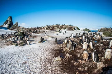 Zelfklevend Fotobehang Стая пингвинов © polyarnik