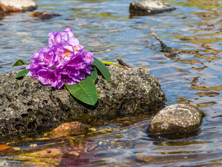 harmonische Natur - Blume ruht auf Stein