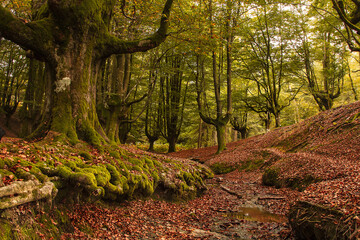 Hayedo de Otzarreta ( Beech Wood)