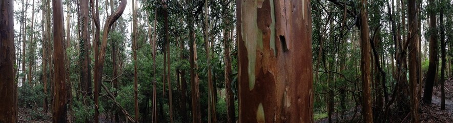 Foggy Eucalyptus Forest on Sutro Mountain 