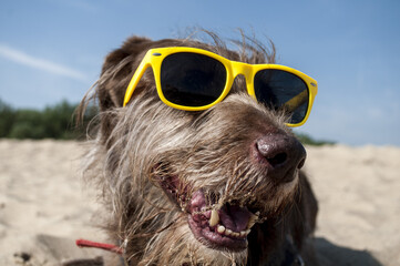 Dog in yellow sunglasses © karolina
