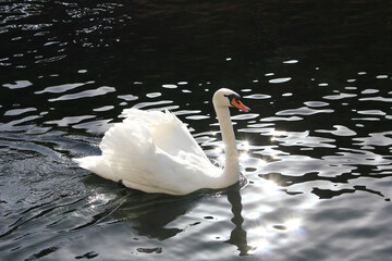 Cisne blanco 