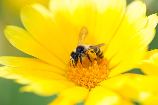 Bee collects the pollen on a yellow flower.