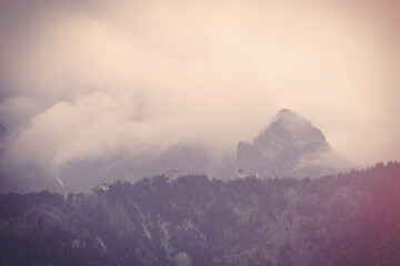 Fog in the fir forest in autumn or spring time