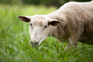 Naklejka premium Schaf frisst, grast auf einer grünen Wiese