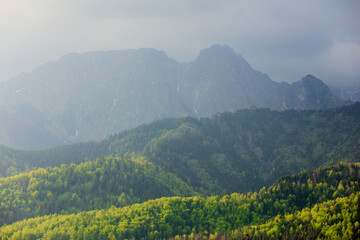 Naklejka premium Mgła w jodłowym lesie jesienią lub wiosną
