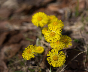Spring landscape -  Horsefoot (Tussilago farfara) macro