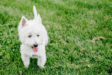 Cute West Highland White Terrier playing on the grass in a park. Outdoors portrait of a pet.