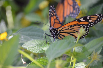Obraz premium Monarch butterfly sitting on plants