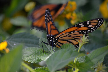 Fototapeta na wymiar Monarch butterfly landed on plants