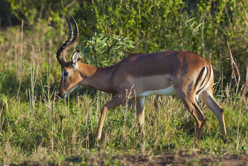 Impala , South Africa