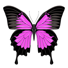 Bright beautiful purple butterfly. Vector illustration isolated.