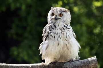 The Eurasian eagle-owl sitting on the tree.