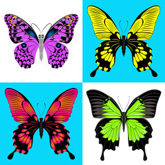 Fototapeta na wymiar Vector illustration. Set of four butterfly.