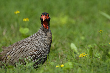 Red Necked Spurfowl, Addo Elephant National Park