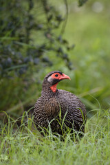 Red Necked Spurfowl, Addo Elephant National Park