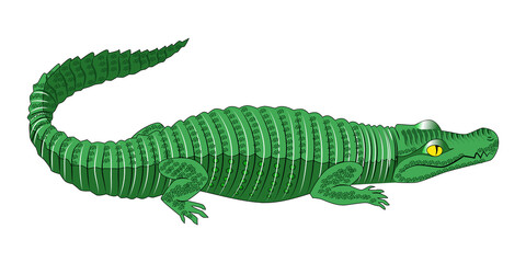 Vector green crocodile. Illustration isolated.