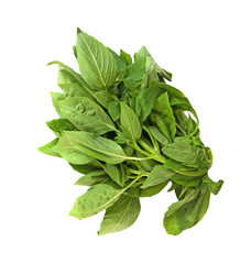 Bunch of fresh basil leaves
