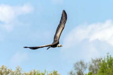 Ruppell's griffon vulture (Gyps rueppellii) flying