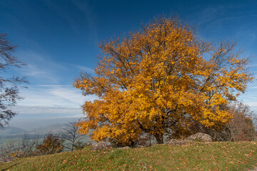 Yellow tree near mount Rigi, Alps, Switzerland