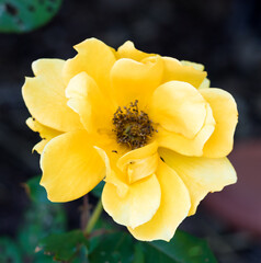 Yellow Flower