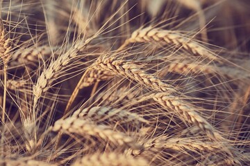 Wheat field detail