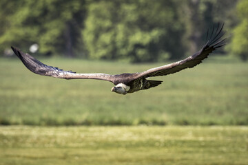 Obraz premium Ruppell's griffon vulture (Gyps rueppellii) flying