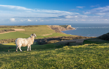 Naklejka premium sheep with a beautiful view