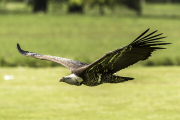 Ruppell's griffon vulture (Gyps rueppellii) flying