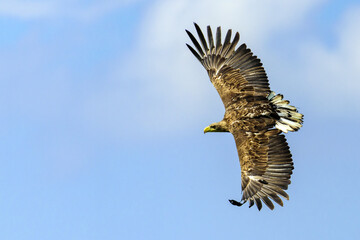 Gray eagle flying