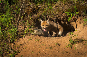 Red Fox Kit (Vulpes vulpes) Crawls Out of Den