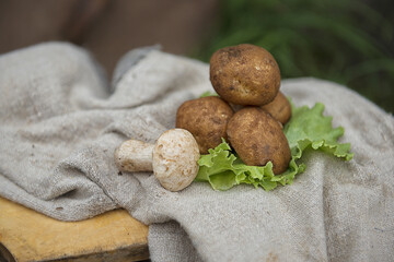 white mushroom on burlap