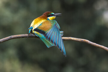 merops apiaster