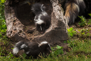 Striped Skunk Kit (Mephitis mephitis) Looks Out at Sibling