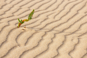 Lines in the sand of a beach, close up