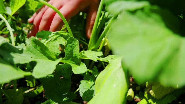 Girls Hand Pulling Out Red Radishes Slow-motion Hd