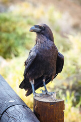 Common Raven sitting on a wooden beam, close up