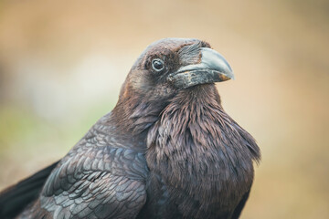 Common Raven sitting on a wooden beam, close up