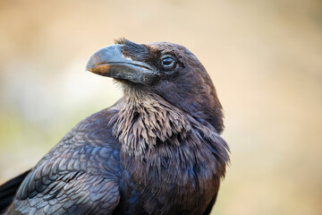 Common Raven sitting on a wooden beam, close up