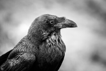 Common Raven sitting on a wooden beam, black and white photo