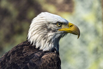 The bald eagle (Haliaeetus leucocephalus)