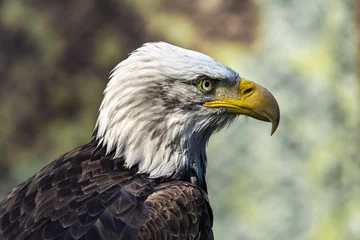 Foto op Plexiglas The bald eagle (Haliaeetus leucocephalus) © Cinematographer