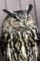 The Eurasian eagle-owl