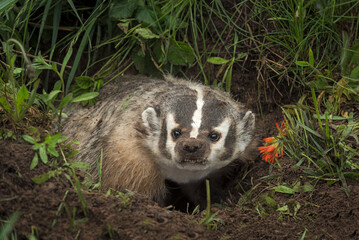 Fototapeta premium North American Badger (Taxidea taxus) Steps Up Out of Den
