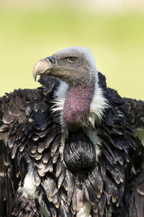 Ruppell's griffon vulture (Gyps rueppellii)