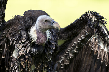 Ruppell's griffon vulture (Gyps rueppellii)