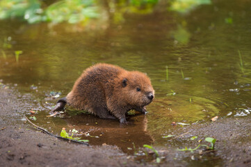 North American Beaver Kit (Castor canadensis) Stands on Shoreline - obrazy, fototapety, plakaty